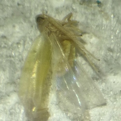 Fagocyba cruenta